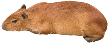 very small transparent png of a capybara laying down