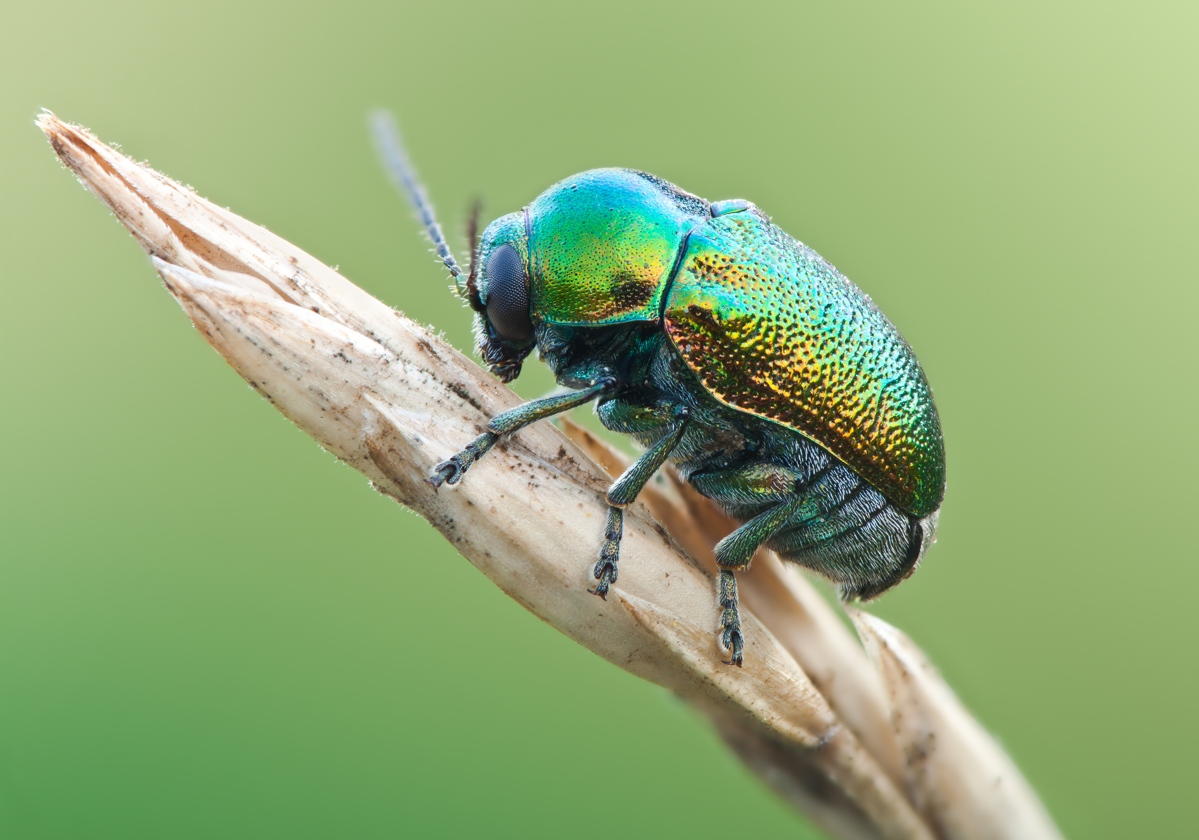 beetle.jpg