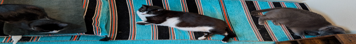 picture of three cats that has been poorly resized for comedic effect