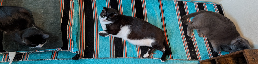 image of my cats but less comedically stretched