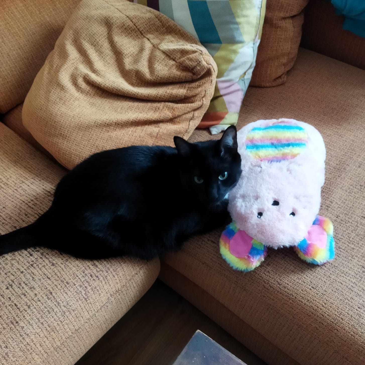 Sheldon is a cat. He's cool.