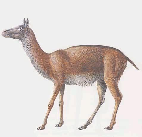 Protylopus. It's an extinct camelid sort of resembling a small llama or guanaco.