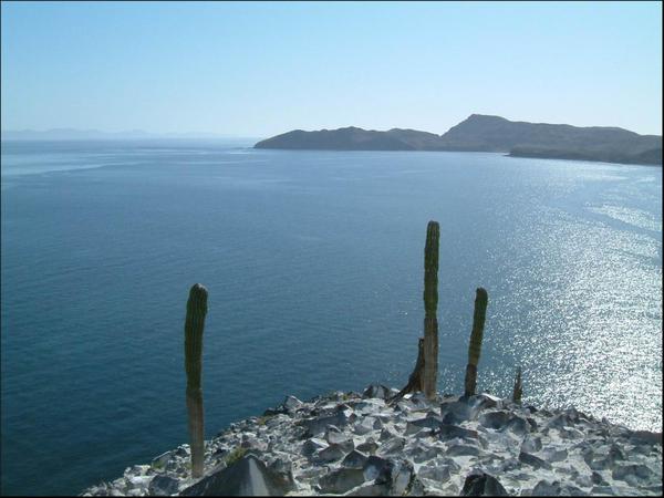 A photo of a coastline on the Gulf of California. Cacti and a blue sea are visible.
