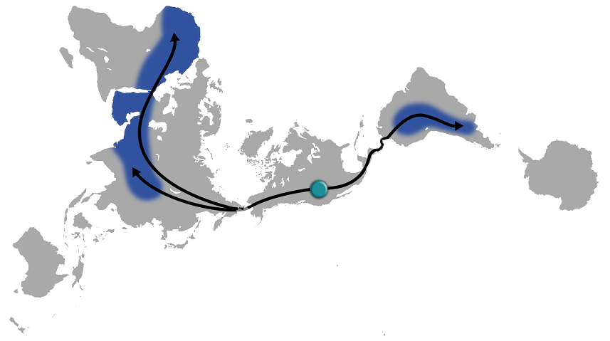 A tilted map projection with the arctic centered and the Americas horizontal. Lines show the migration of camelids across the Bering Land Bridge to Afro-Eurasia.