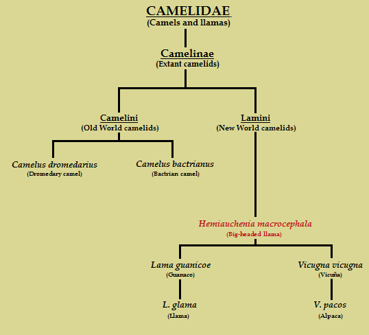 A cladogram of camelids. Hemiauchenia macrocephala is seen branching away from camels as the presumptive ancestor of llamas and guanacos.