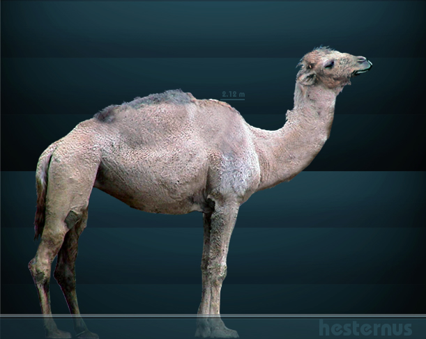An illustration of the extinct Camelops. It resembles a large Dromedary camel.