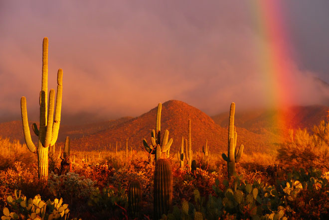 A photo of a saguaro 'forest' in Arizona. It appears to be evening, and a rainbow is visible over the cacti.