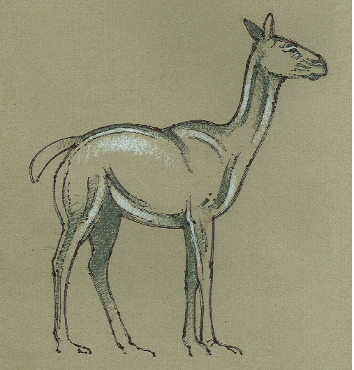 An illustration of Hemiauchenia macrocephala in its wild form. It resembles a llama with a sturdier body and a boxier head.