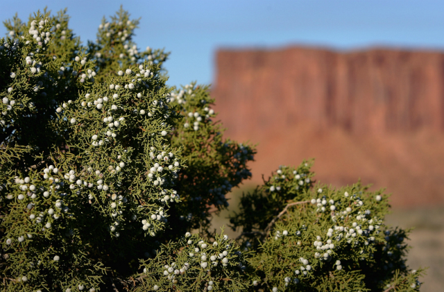 A photo of juniper berries in Arizona.
