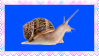 snail