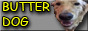 butter dog button