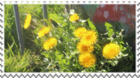 dandelions