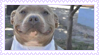 waiterdog stamp