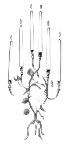 candle
