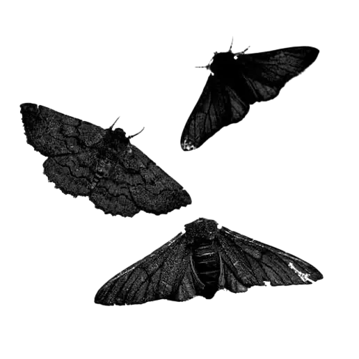 Moths