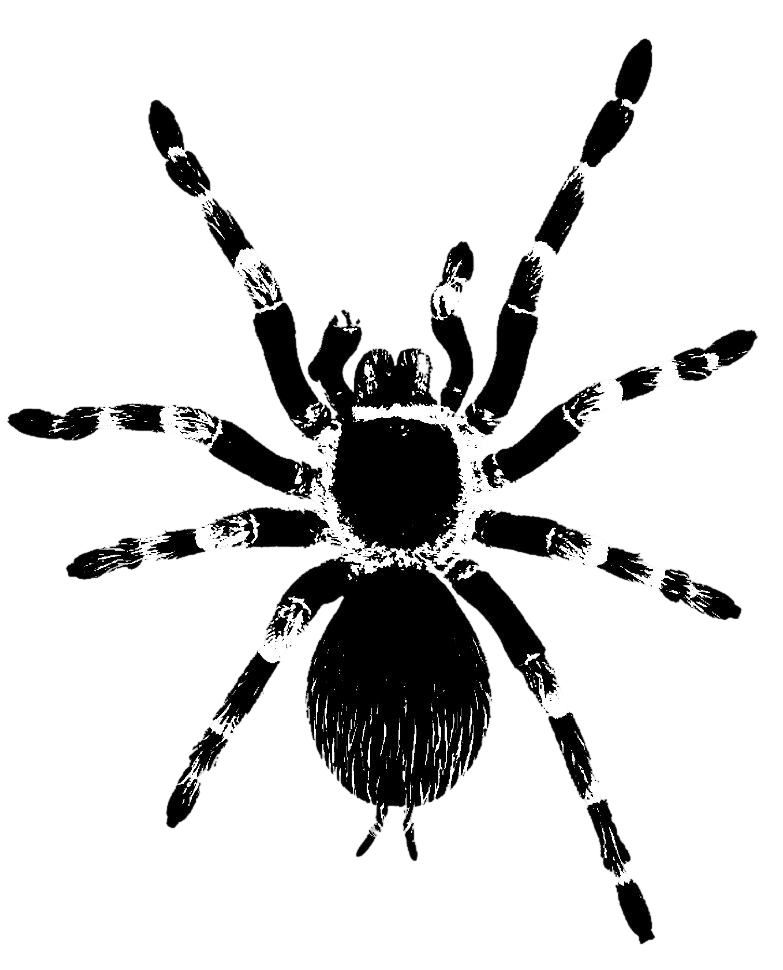 spider
