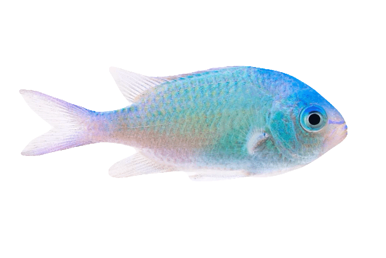fish 1