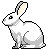 White Rabbit