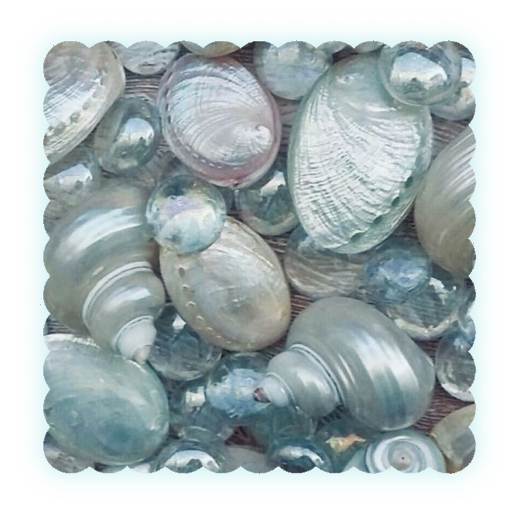 shells