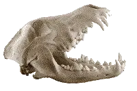 wolf skull