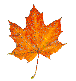 Fall orange maple leaf