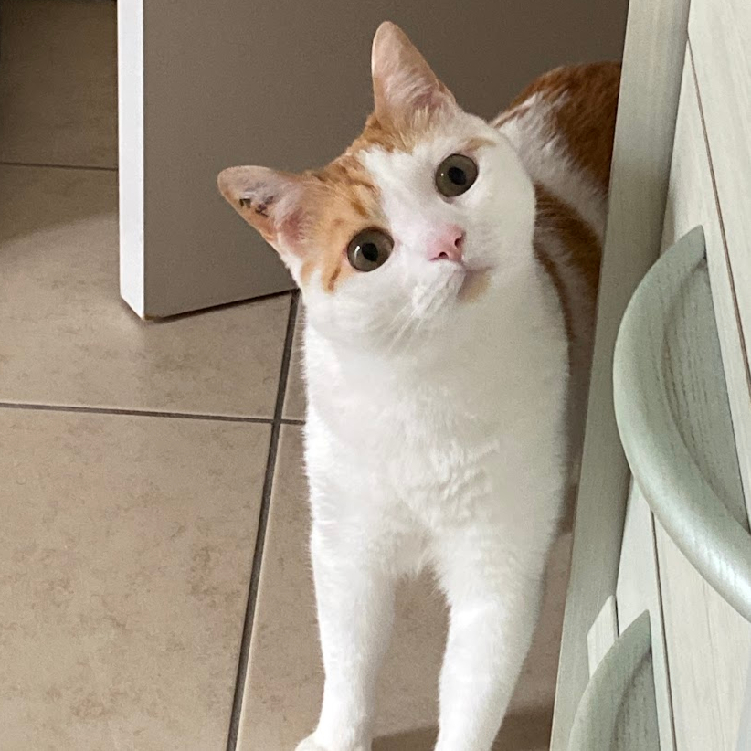 céleste