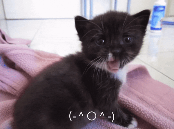 yawning kitten gif
