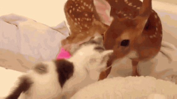 fawn + kitten gif (alastor & i for real)