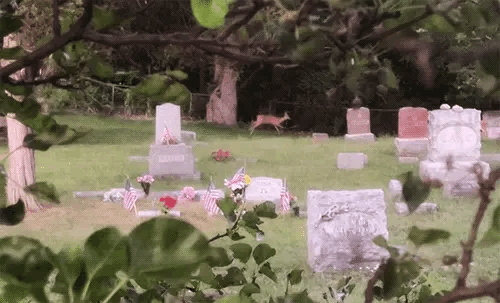 deer gif