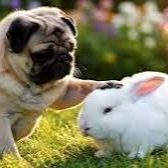 pug and bunny
