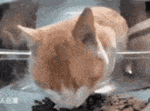 IMG_7491.gif