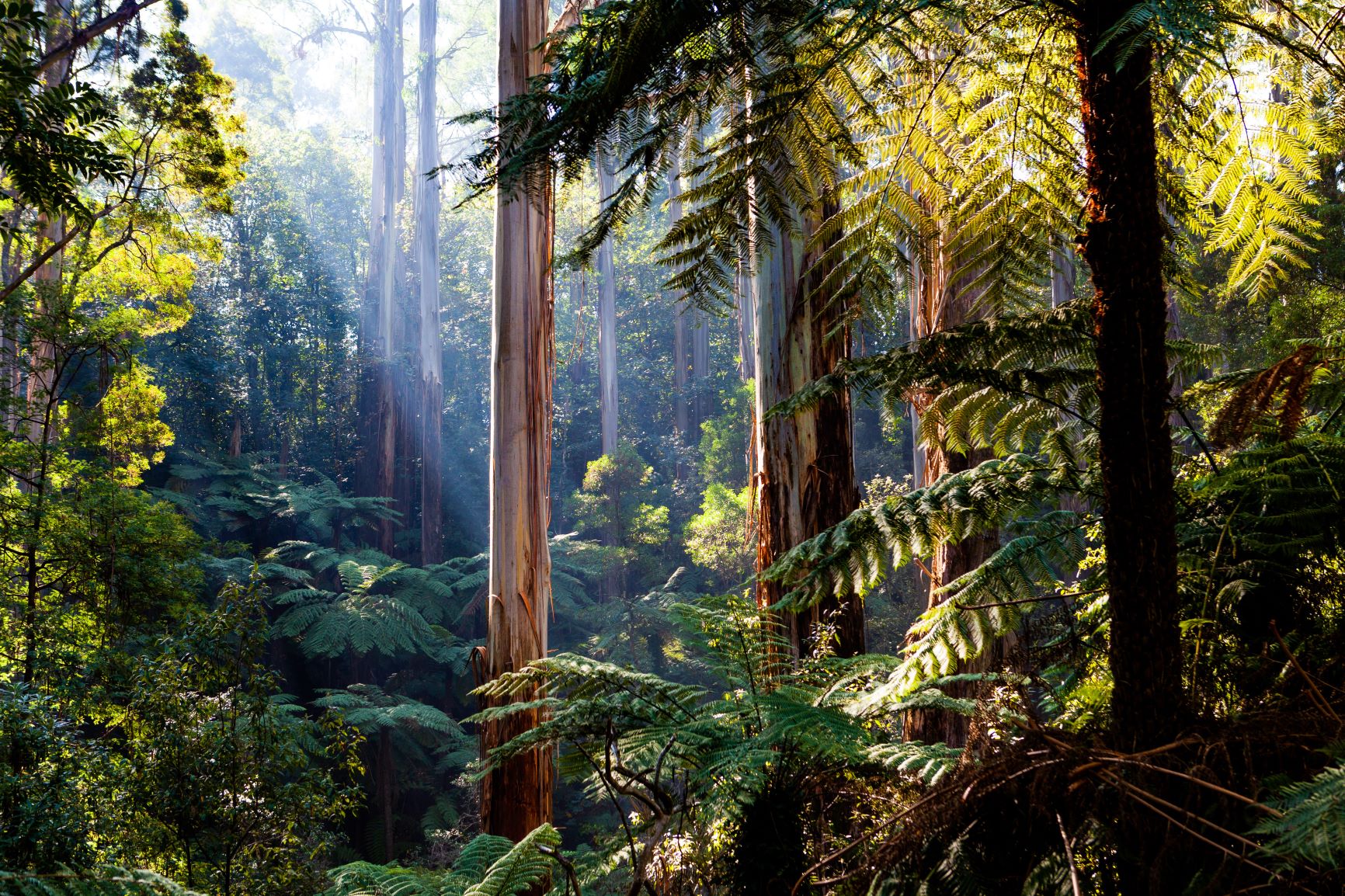 forest.jpg