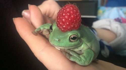 raspberry.jpg
