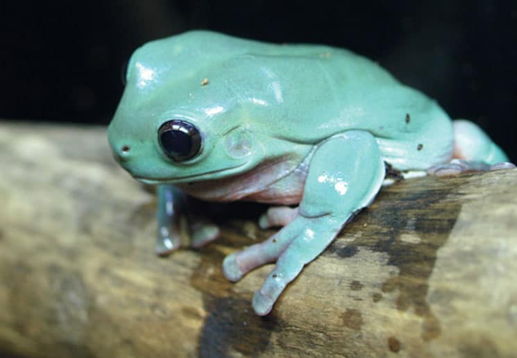 tree%20frog.jpg