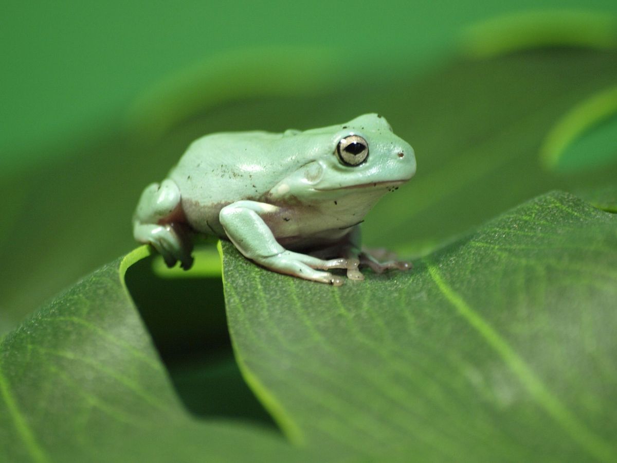 whites%20tree%20frog.jpg