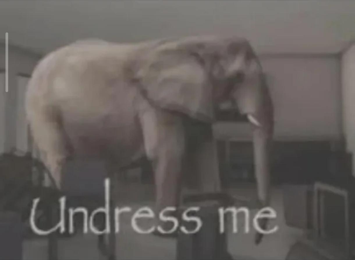 elephant