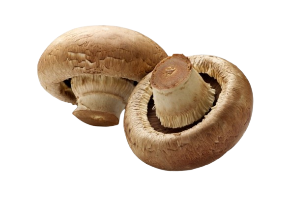 Mushroom illustration