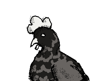 Body Chicken :3