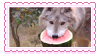 a grey wolf with a watermelon in its mouth