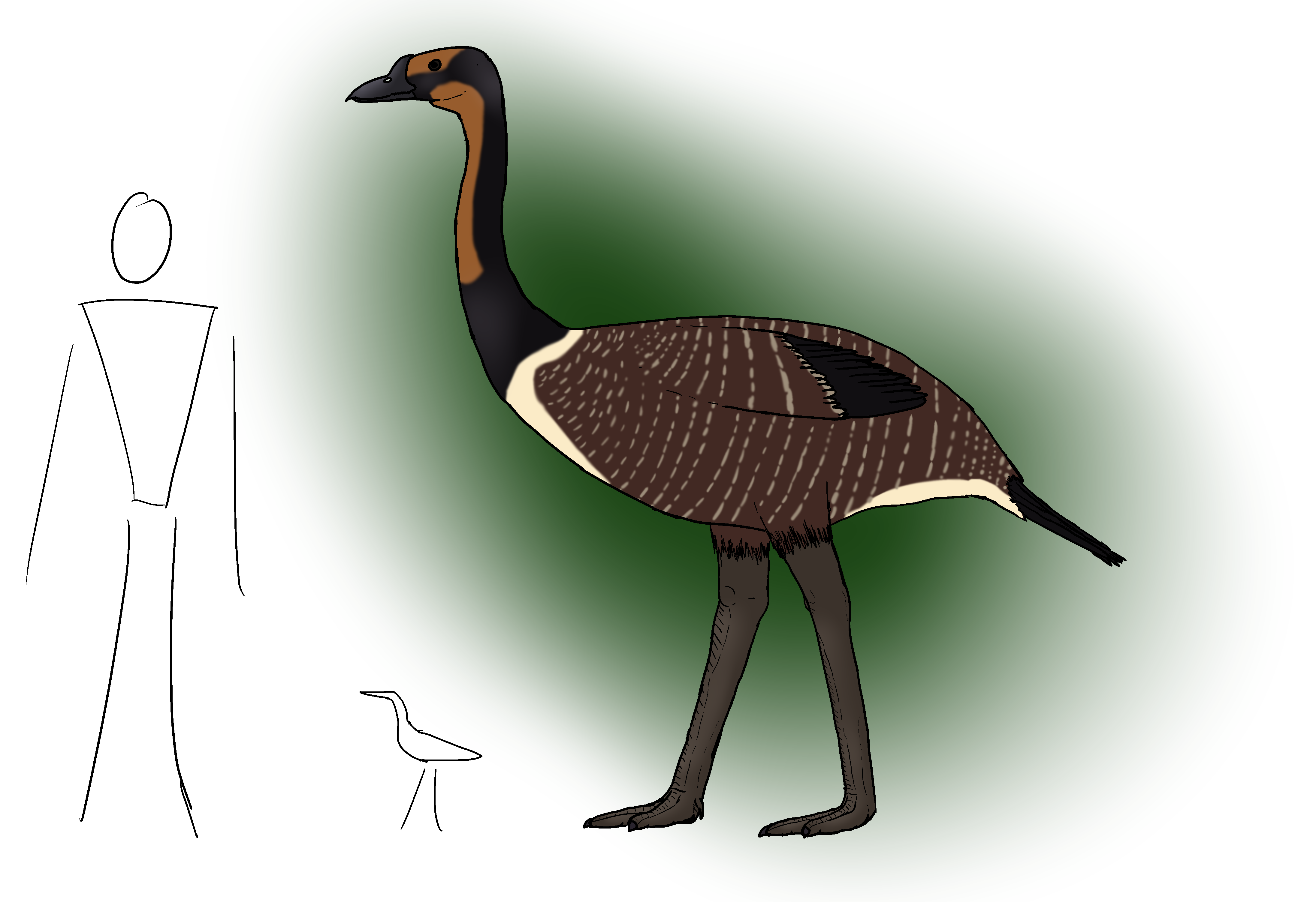 Na Raka Map Bird Speculative Evolution -> Namaka