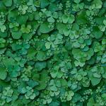 clovers
