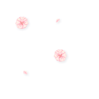 blossoms
