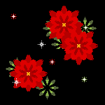 poinsettia