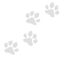 paws