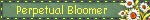 perpetual bloomer