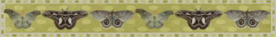 moths