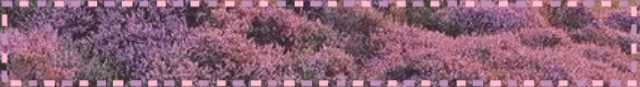 flower field