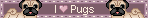 i love pugs
