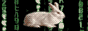bunny matrix