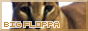 big floppa